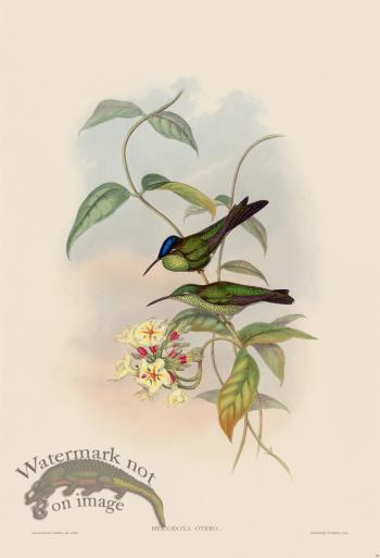 Gould Hummingbird 096